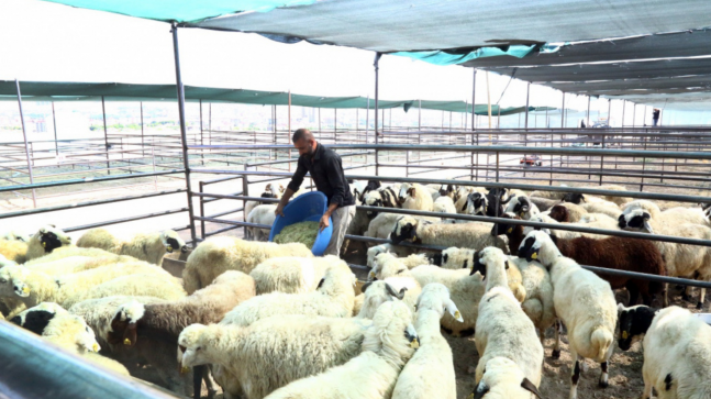 Elazığ’da Kurbanlık Fiyatları Rekor Kırdı: Vatandaşlar İsyanda