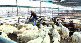 Elazığ’da Bayram Telaşı: Kurbanlık Alımı Devam Ediyor