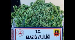 Elazığ’da Kenevir Bitkisi Ele Geçirildi