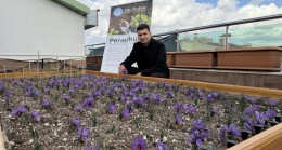 Ülkü Ocakları Genel Merkezi’nin Terasında Safran Hasadı