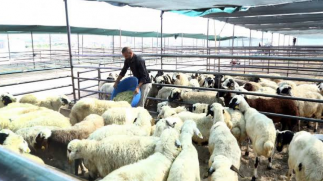 Elazığ’da Bayram Telaşı: Kurbanlık Alımı Devam Ediyor