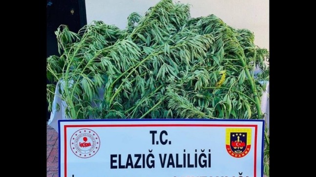 Elazığ’da Kenevir Bitkisi Ele Geçirildi