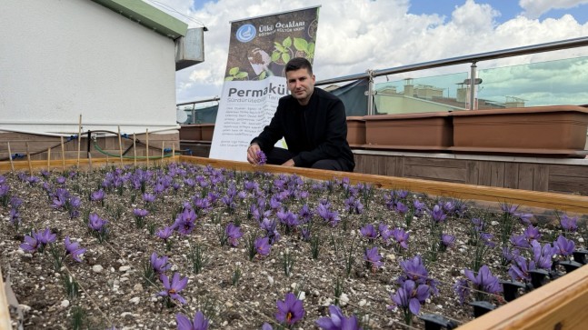Ülkü Ocakları Genel Merkezi’nin Terasında Safran Hasadı