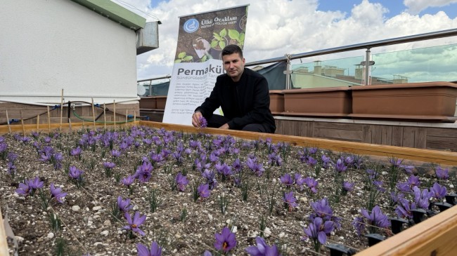 Ülkü Ocakları Genel Merkezi’nin Terasında Safran Hasadı