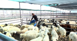 Elazığ’da Kurbanlık Fiyatları Rekor Kırdı: Vatandaşlar İsyanda
