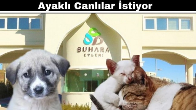 Menzilciler Köylerinde Sadece İki Ayaklı Canlılar İstiyor
